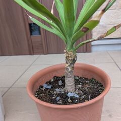 ユッカ グロリオサ ユッカエレファンティペスの画像