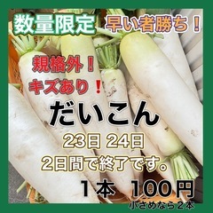 訳あり 大根 大きめ 1本100円  