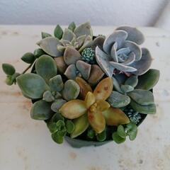 多肉植物のミニ寄せ植え🌿③