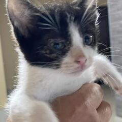 保護した猫が産んだ子猫です(代理投稿)