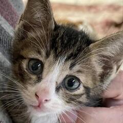 保護した猫が産んだ子猫です(代理投稿)