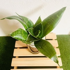サンスベリア　ハニー　観葉植物　ハイドロカルチャーの画像