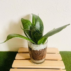サンスベリア　ハニー　観葉植物　ハイドロカルチャーの画像