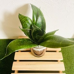 サンスベリア　ハニー　観葉植物　ハイドロカルチャーの画像