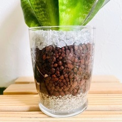 サンスベリア　ハニー　観葉植物　ハイドロカルチャーの画像