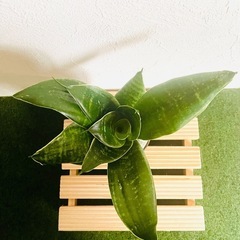 サンスベリア　ハニー　観葉植物　ハイドロカルチャーの画像