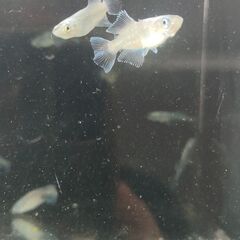 決まりました◆　　　　　　　　　　　　　　　　　　　　　　　　　...