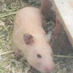 かわいいキンクマハムスター
