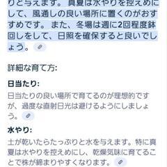 銀手毬 2の画像