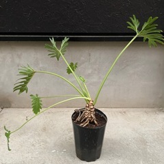 受け渡し者決定　観葉植物　　根上がり　クッカバラ