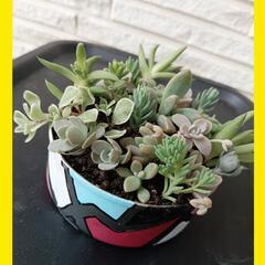 多肉♡寄せ植え♡リメイク缶　