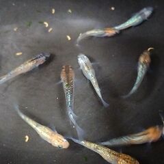 改良メダカ オーロラオレンジサファイア ラメ系 めだか卵20個の画像