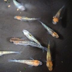 改良メダカ オーロラオレンジサファイア ラメ系 めだか卵20個の画像