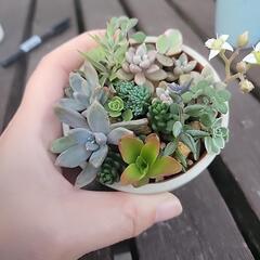 多肉寄せ植え の画像