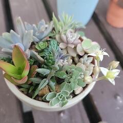 多肉寄せ植え 