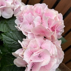 3、紫陽花 ハイドランジア