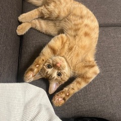 甘えん坊な茶トラちゃん！！