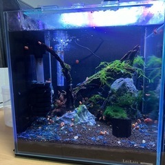 ブルー チェリーシュリンプ 水槽 流木 ヒーターセット