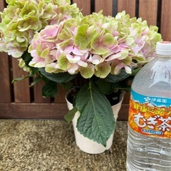 4、紫陽花 ハイドランジア