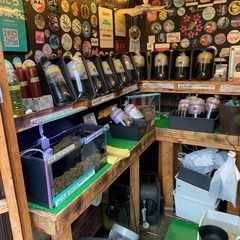 【五桜メダカ】 5月23日　横須賀めだか無人販売