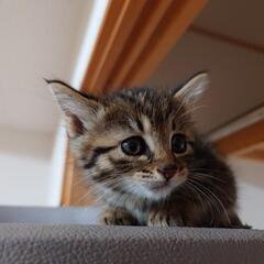 仔猫の相談室Vita里親募集(58)