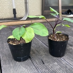 ナスの苗あげますの画像