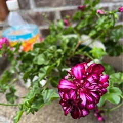 ゼラニウム 園芸花植物ガーデニング