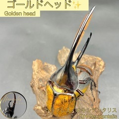 1匹から〜〈ゴールドヘッド〉DHオキシデンタリス幼虫/ ヘラクレ...