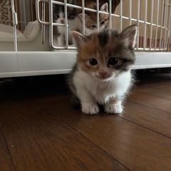 かわいい三毛ちゃん
