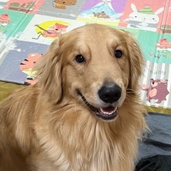 ゴールデンレトリバー　男の子♡ １歳
