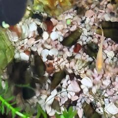 カワニナ15匹の画像