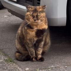 とても人馴れしてるサビ猫姉妹