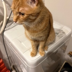 洗濯機