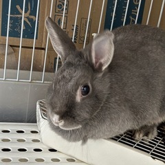 うさぎ 3匹の里親さん募集中🐰