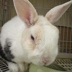うさぎ 3匹の里親さん募集中🐰 - 高槻市