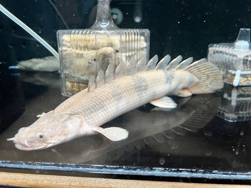 ポリプまとめ出しビキール、エンドリなど　古代魚　熱帯魚 ポリプまとめ出しビキール、エンドリなど 古代魚 熱帯魚