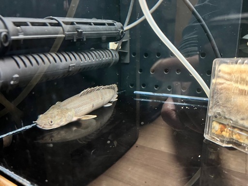 ポリプまとめ出しビキール、エンドリなど　古代魚　熱帯魚