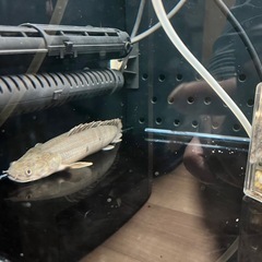 ポリプまとめ出しビキール、エンドリなど　古代魚　熱帯魚　　