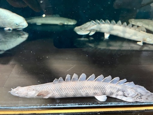 ポリプまとめ出しビキール、エンドリなど　古代魚　熱帯魚　　