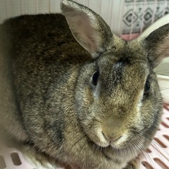 うさぎ 3匹の里親さん募集中🐰 - その他