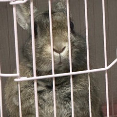 うさぎ 3匹の里親さん募集中🐰 − 大阪府