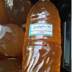 改良めだかmix10匹1000円からの画像