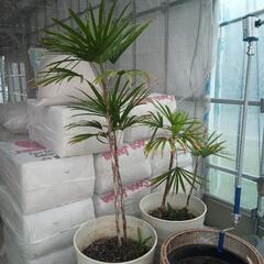 観葉植物【シュロチク】