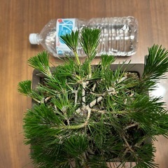 黒松　盆栽
の画像