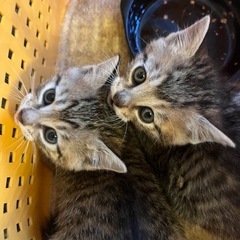 生後1ヶ月のしまちゃん2匹と2ヶ月の5匹です。