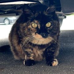 とても人馴れしてるサビ猫姉妹