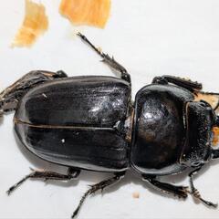 【SALE】パラワンオオヒラタ♀B個体の画像