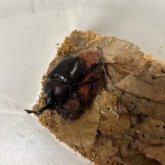 国産カブトムシ