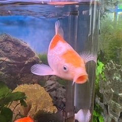 錦鯉1匹の画像