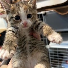 きじしろ？みけ？